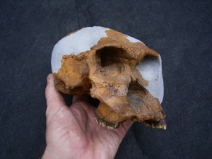 Homo Habilis OH 24 Twiggy