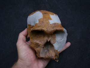 Homo Habilis OH 24 Twiggy