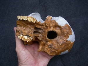 Homo Habilis OH 24 Twiggy