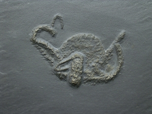 Schlangenstern Teniaster