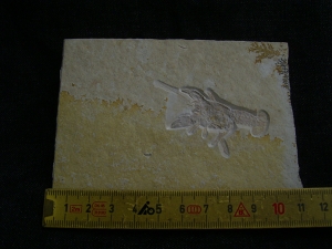 Eryma modestiformis