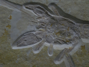 Eryma modestiformis