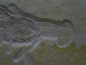 Eryma modestiformis