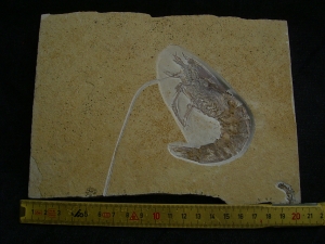 Antrimpos speciosus