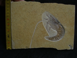 Antrimpos speciosus