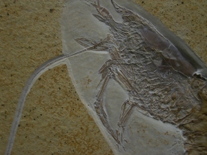 Antrimpos speciosus
