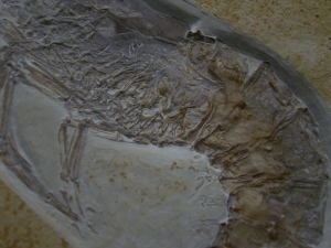 Antrimpos speciosus