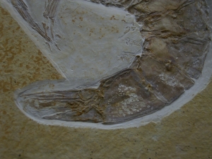Antrimpos speciosus