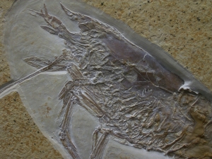 Antrimpos speciosus