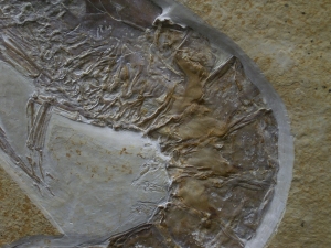 Antrimpos speciosus