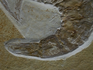 Antrimpos speciosus