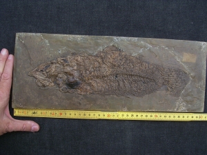 Raubfisch aus der Grube Messel