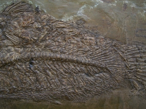 Raubfisch aus der Grube Messel