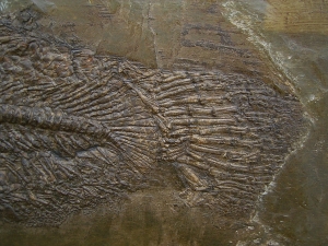 Raubfisch aus der Grube Messel