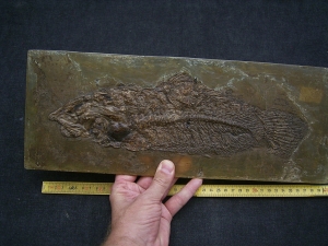 Raubfisch aus der Grube Messel