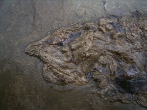 Raubfisch aus der Grube Messel