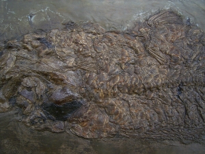 Raubfisch aus der Grube Messel