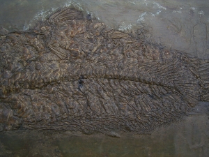 Raubfisch aus der Grube Messel