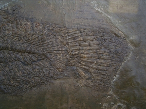 Raubfisch aus der Grube Messel