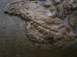 Raubfisch aus der Grube Messel