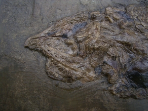 Raubfisch aus der Grube Messel