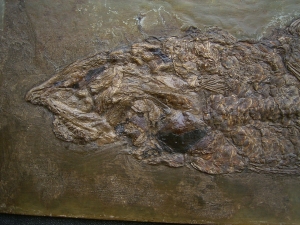 Raubfisch aus der Grube Messel