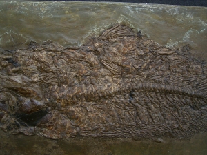 Raubfisch aus der Grube Messel