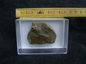 Aspidura streichani - Schlangenstern