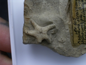 Aspidura streichani - Schlangenstern