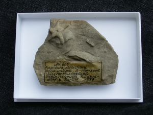 Aspidura streichani - Schlangenstern