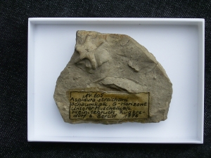 Aspidura streichani - Schlangenstern