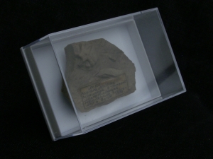 Aspidura streichani - Schlangenstern