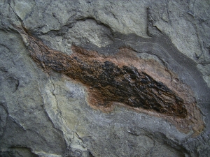 Moythomasia, Devon-Fisch