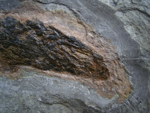 Moythomasia, Devon-Fisch