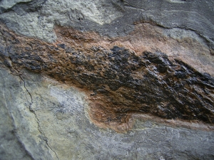 Moythomasia, Devon-Fisch