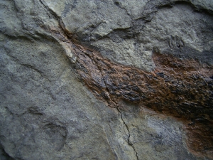 Moythomasia, Devon-Fisch