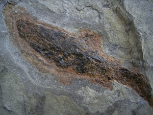 Moythomasia, Devon-Fisch