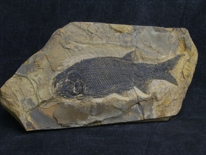 Paramblypterus - Permfisch