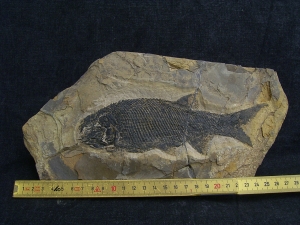 Paramblypterus - Permfisch