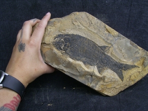Paramblypterus - Permfisch