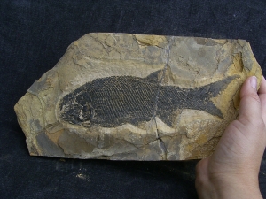 Paramblypterus - Permfisch