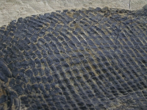 Paramblypterus - Permfisch