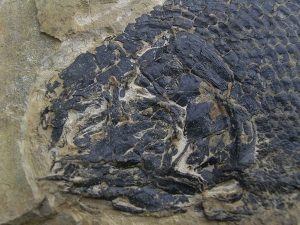 Paramblypterus - Permfisch