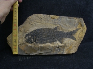 Paramblypterus - Permfisch