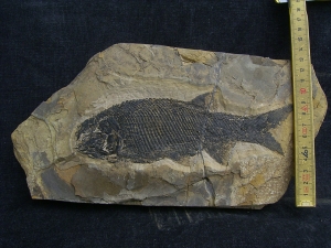 Paramblypterus - Permfisch