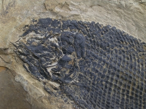 Paramblypterus - Permfisch