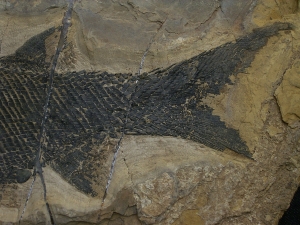 Paramblypterus - Permfisch