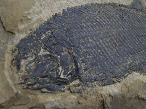 Paramblypterus - Permfisch