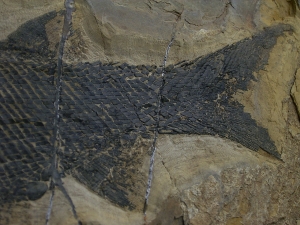 Paramblypterus - Permfisch