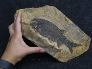 Paramblypterus - Permfisch